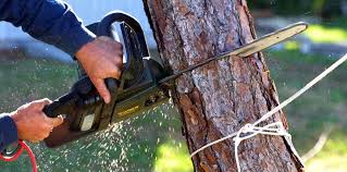 Best Lawn Watering Services  in Selma, CA