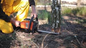 Best Tree Maintenance Programs  in Selma, CA