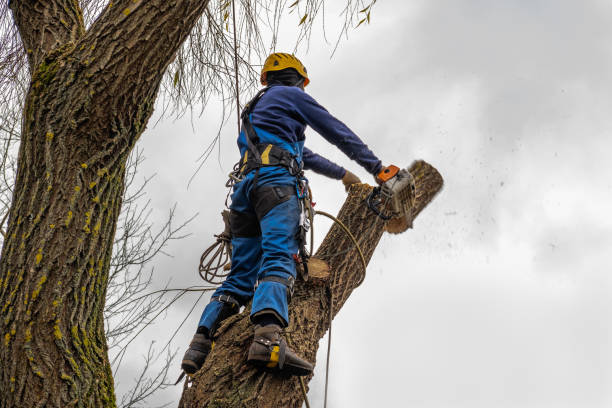 Best Tree Removal  in Selma, CA