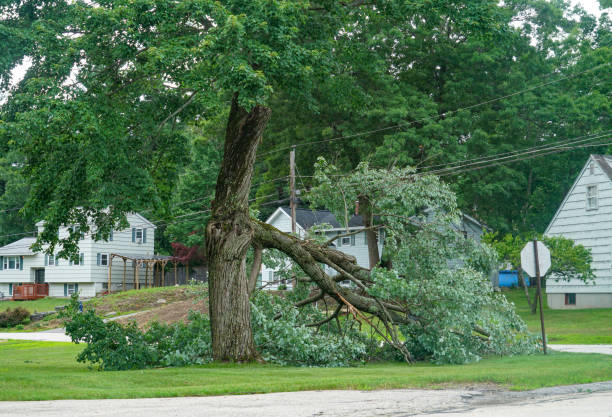 How Our Tree Care Process Works  in  Selma, CA