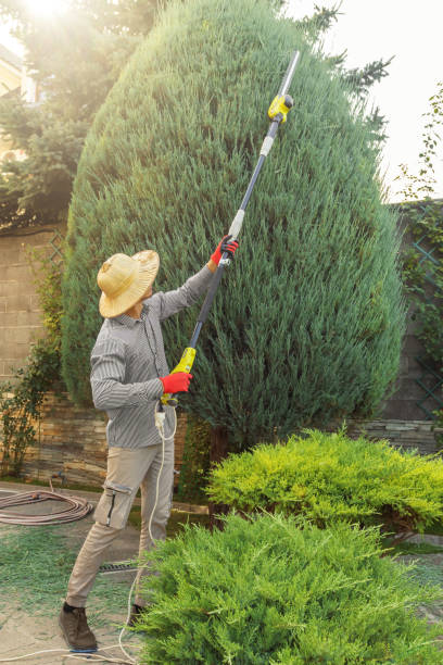 Landscape Design and Installation in Selma, CA