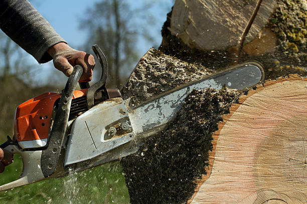Best Hazardous Tree Removal  in Selma, CA